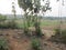 Original photos of huts and roads in rubber-producing plantations