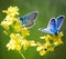 Original photos from the life of butterflies. Natural background