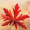 Original red autumn leaf on a blurred background. Bright autumn object foliage