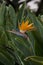 Original royal strelitzia flower growing in natural habitat in the ogora in close-up