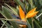 Original royal strelitzia flower growing in natural habitat in the ogora in close-up