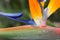 Original royal strelitzia flower growing in natural habitat in the ogora in close-up