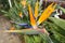 Original royal strelitzia flower growing in natural habitat in the ogora in close-up