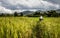 Original Scarecrow in paddy field