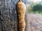 Original selective focus macro of beautiful beige porous Polypore Fungus growing on a oak stump black color. Blurred gray and blac