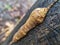 Original selective focus macro of beautiful beige porous Polypore Fungus growing on a oak stump black color. Blurred gray and blac