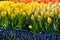 The original texture of a large number of tulips in the colors o