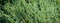 Original texture of natural Juniperus squamata `Ð’lue carpet needles. Blue with green background of shallow needles.