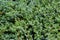 Original texture of natural Juniperus squamata `Ð’lue carpet` needles. Blue with green background of shallow needles