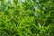 Original texture of natural wet green bamboo Phyllostachys aureosulcata background of elegant thin green leaves