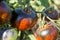 Original tomatoes of different ripeness close up.