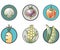 original vegetable icons in the circle : corn, mushroom, beets, peppers, carrots, pea