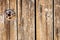 Original vintage background from wooden boards with nails and an iron disk