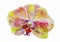 Original watercolor pink and yellow orchid on white background