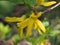 Original Yellow Forsythia flowers close up.