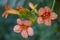 Oringe colour flower