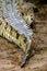 Orinoco Crocodile, crocodylus intermedius, Adult, Close up of Tail, Los Lianos in Venezuela