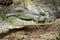 Orinoco Crocodile, crocodylus intermedius, Head of Adult, Close-up, Los Lianos in Venezuela