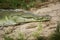 Orinoco Crocodile, crocodylus intermedius, Head of Adult, Los Lianos in Venezuela