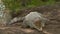 Orinoco Crocodile Open Jaws When Hit, Colombia