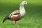 Orinoco goose