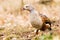 The Orinoco goose - Neochen jubata