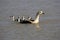 ORINOCO GOOSE neochen jubata, ADULT WITH CHICK, LOS LIANOS IN VENEZUELA