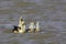 Orinoco Goose, neochen jubata, Family swimming, Los Lianos in Venezuela