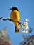 Oriole Bird Perched on Cherry Blossom Branch