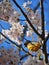 Oriole Bird Perched on Cherry Blossom Branch