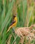 Oriole in Grasslands