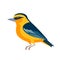 Oriole is an Old World family of passerine birds. Orange Songbird Cartoon flat style beautiful character of ornithology