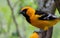 Oriole perched on citrus