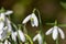 Orion greater snowdrop (galanthus elwesii) flower