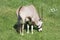 Orix gazella eating grass on a sunny day.