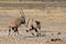 Orix (Gemsbok) fighting