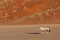 orix sossusvlei national parks of namibia between desert and savannah