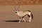 orix sossusvlei national parks of namibia between desert and savannah