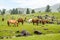 Orkhon Waterfall Area Grazing Horses and Lava Rock