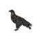 Orlan hawk bird spiral pattern color silhouette animal