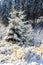 Orlicke Mountains in winter, Czech Republic