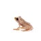 Orlov`s flying frogling, Rhacophorus orlovi, on white