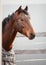 Orlov trotter stallion horse standing near shelter in paddock