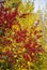 Ormosia hosiei in Autumn