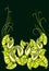 Ornament of lilies and leaves. Vector illustration of Calla lilies.