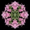 Ornament made of cluster of pink phlox blossoms and leaves