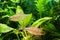 Ornamental adult pair of gudgeon or bitterling fish in spawning coloration swim in a planted nature deisgn aqua