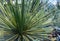 Ornamental Agave plant in the city botanical garden