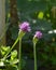 Ornamental Allium Flowers