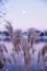 Ornamental American High Grasses and Moon Rise at Dawn